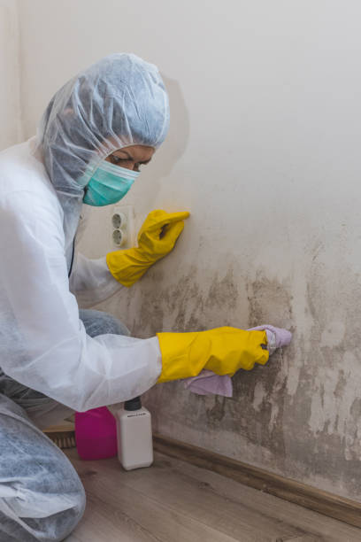 Best Commercial Mold Inspection  in Angels, CA