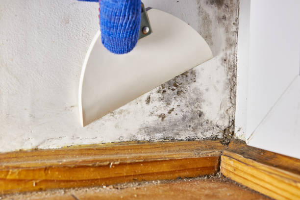 Best Attic Mold Removal  in Angels, CA